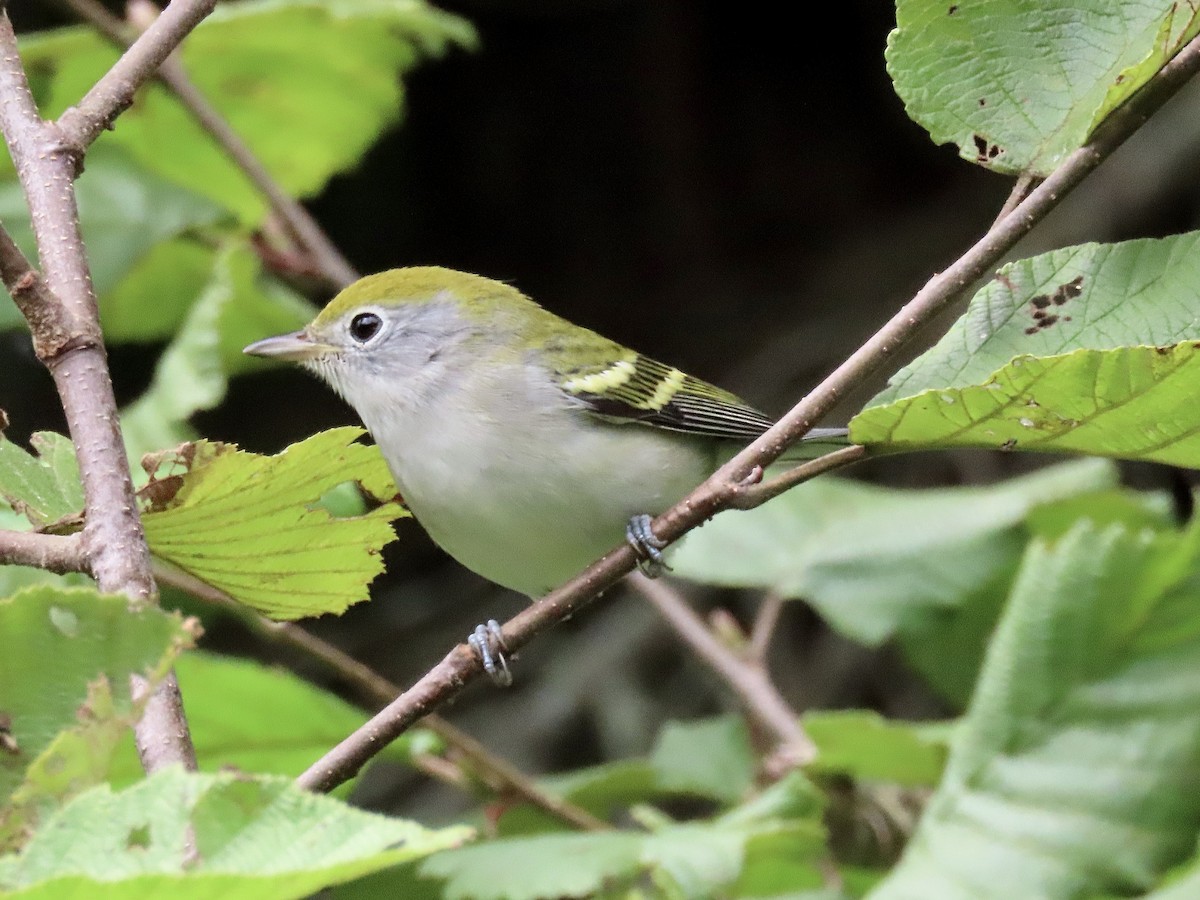 Chestnut-sided Warbler - David and Regan Goodyear