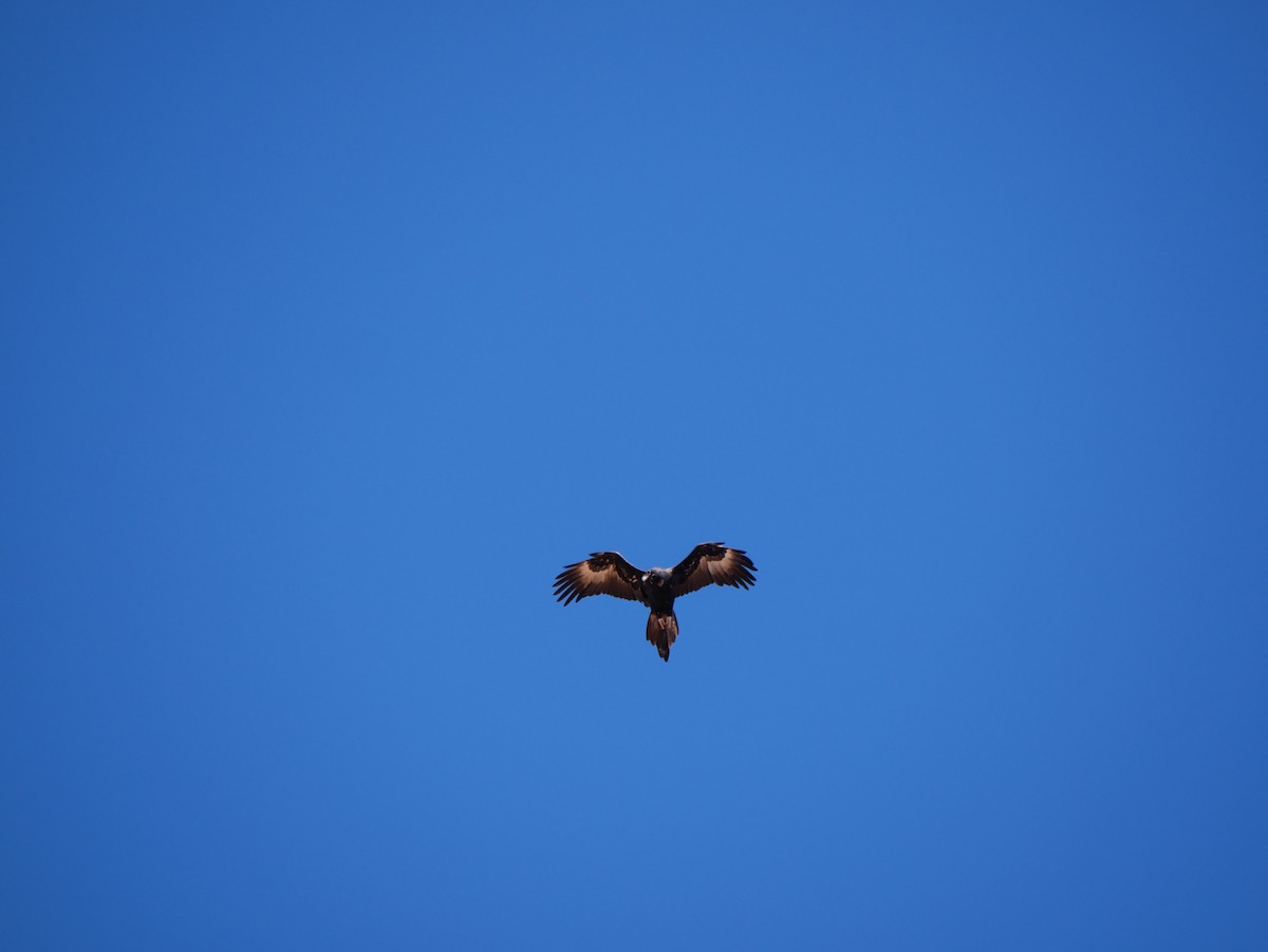 Wedge-tailed Eagle - ML607083421