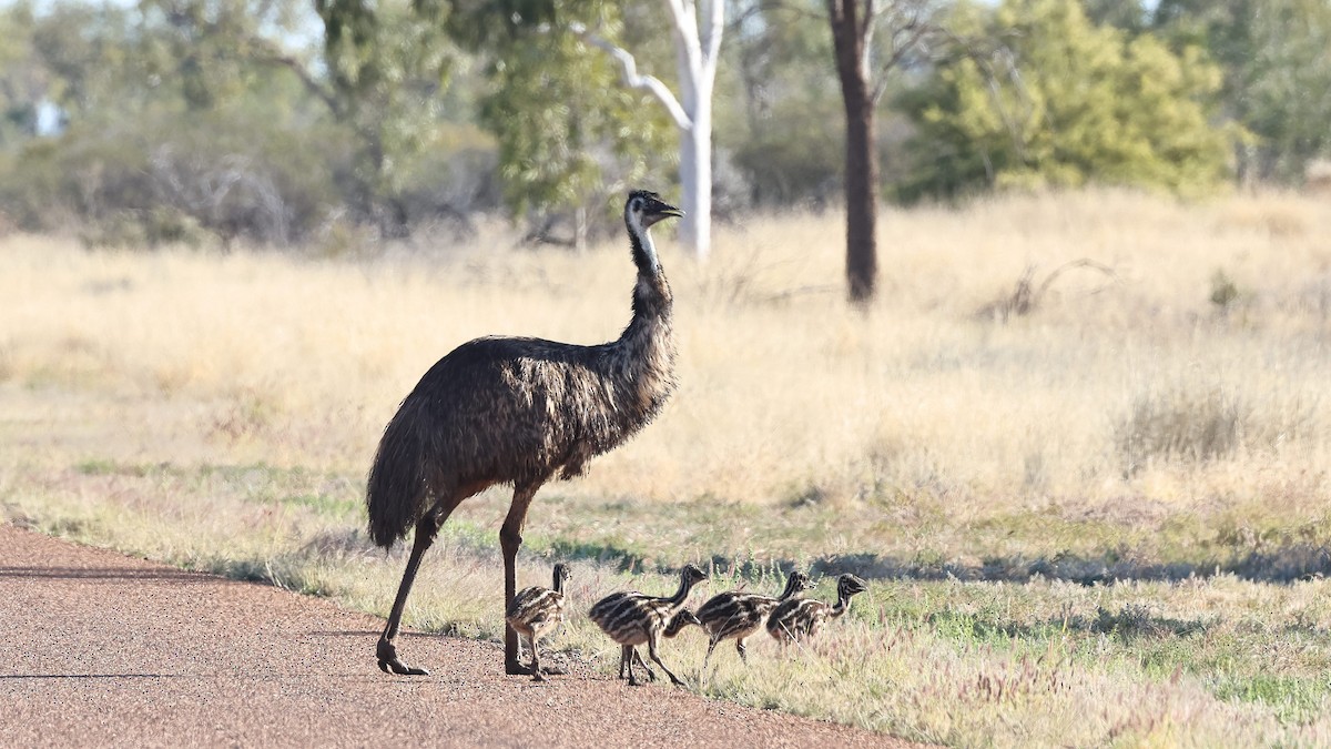 Emu - Nick Thompson