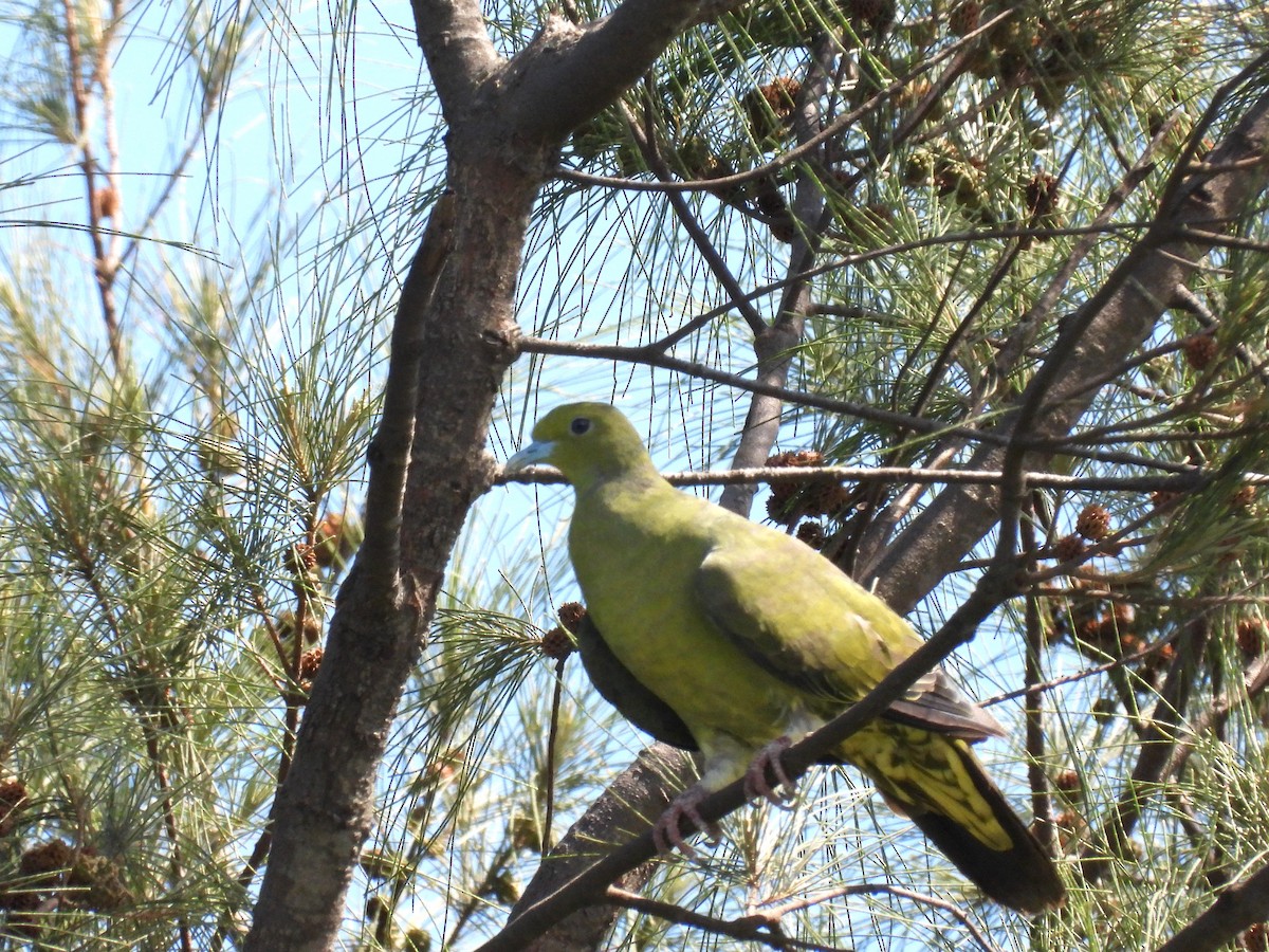 Тайваньский зелёный голубь (formosae/filipinus) - ML607083921