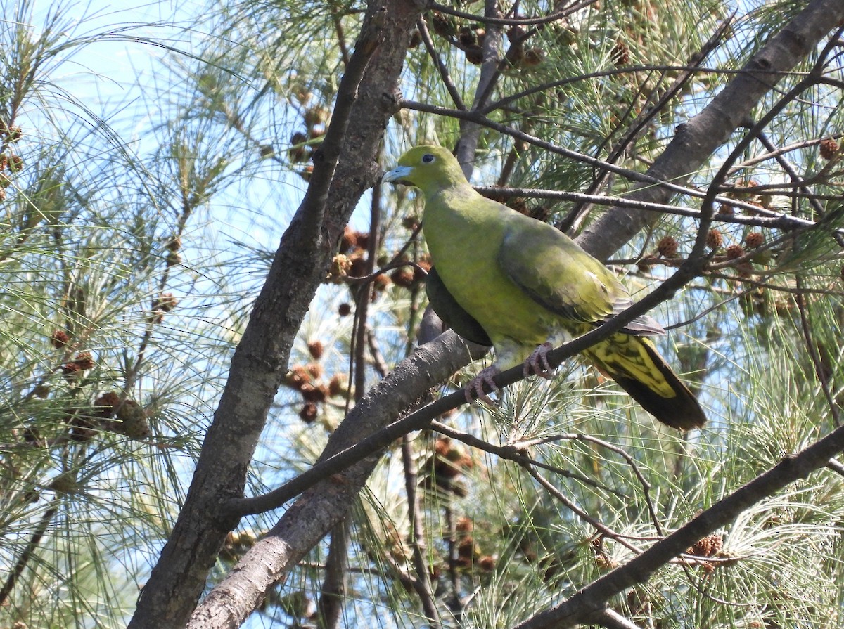 Whistling Green-Pigeon (Taiwan) - ML607083931