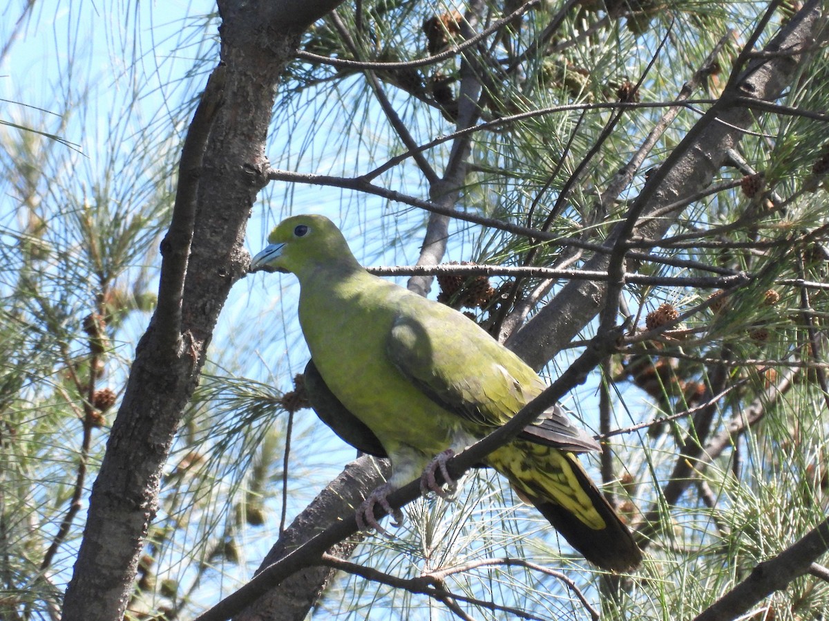 Whistling Green-Pigeon (Taiwan) - Stephen Matthews