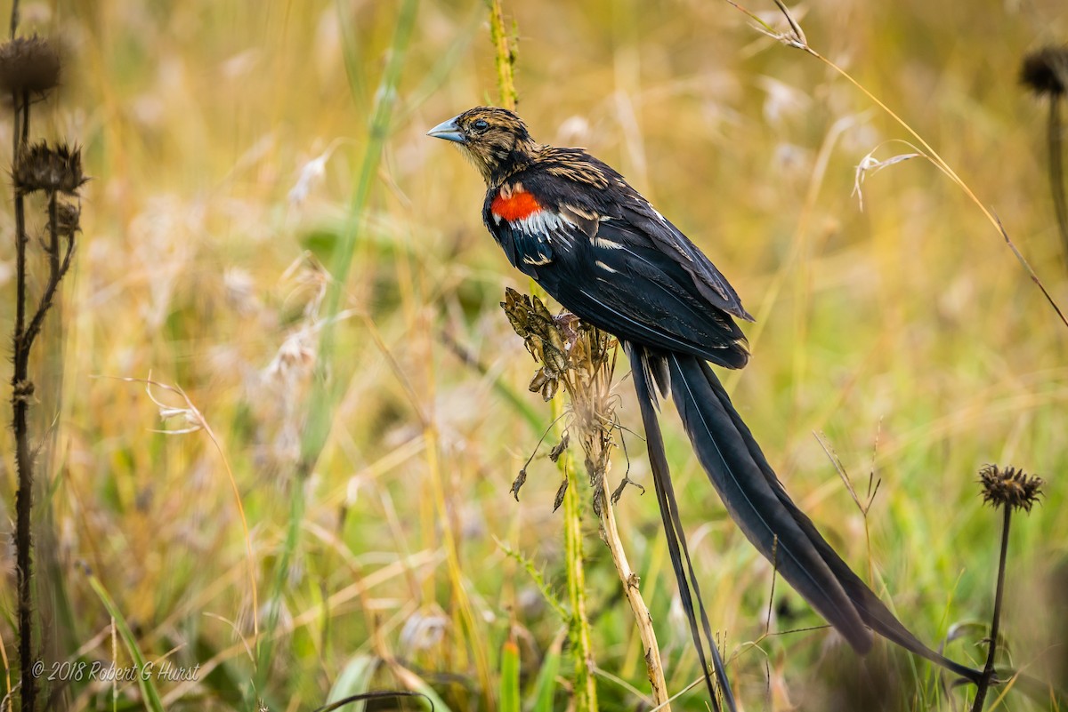 Long-tailed Widowbird - ML607084771