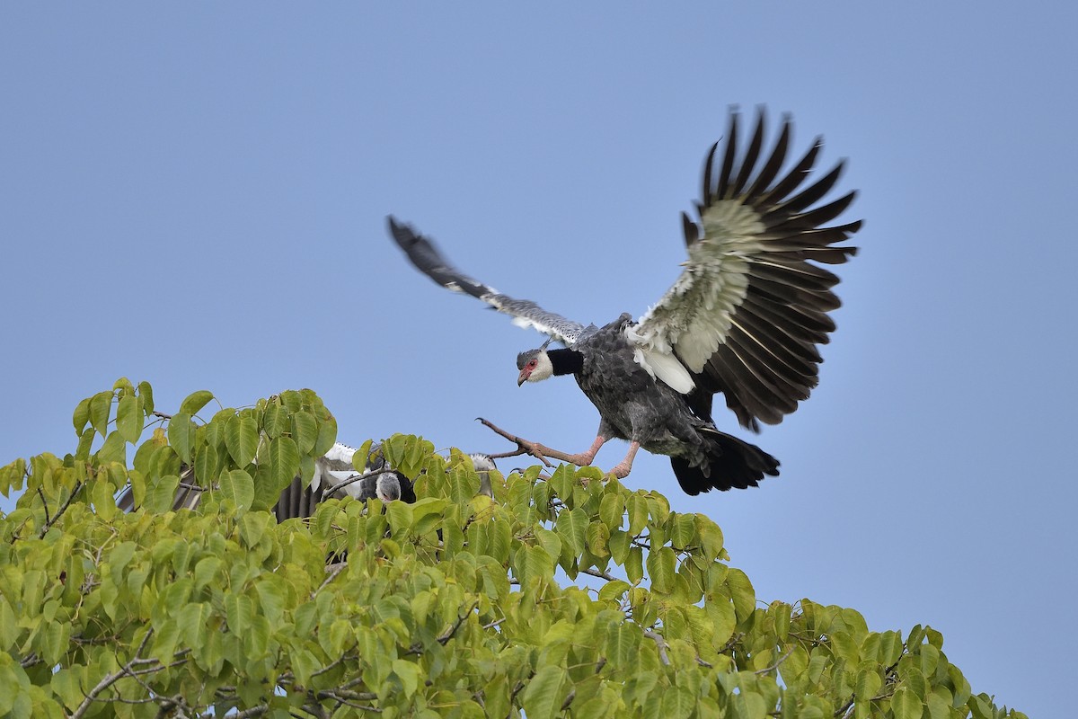 Weißwangen-Wehrvogel - ML607086361