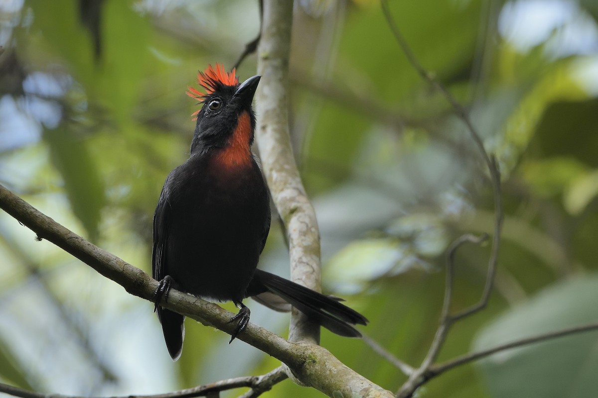 Sooty Ant-Tanager - Paul Maury