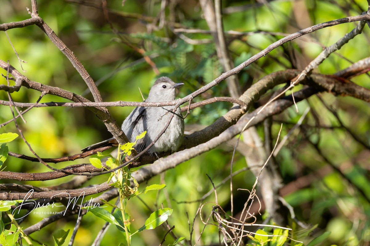 Gray Catbird - ML607086971