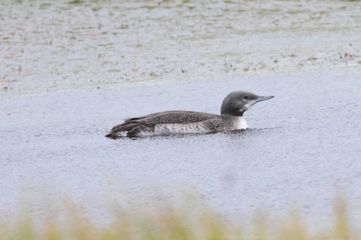 Red-throated Loon - ML607087021