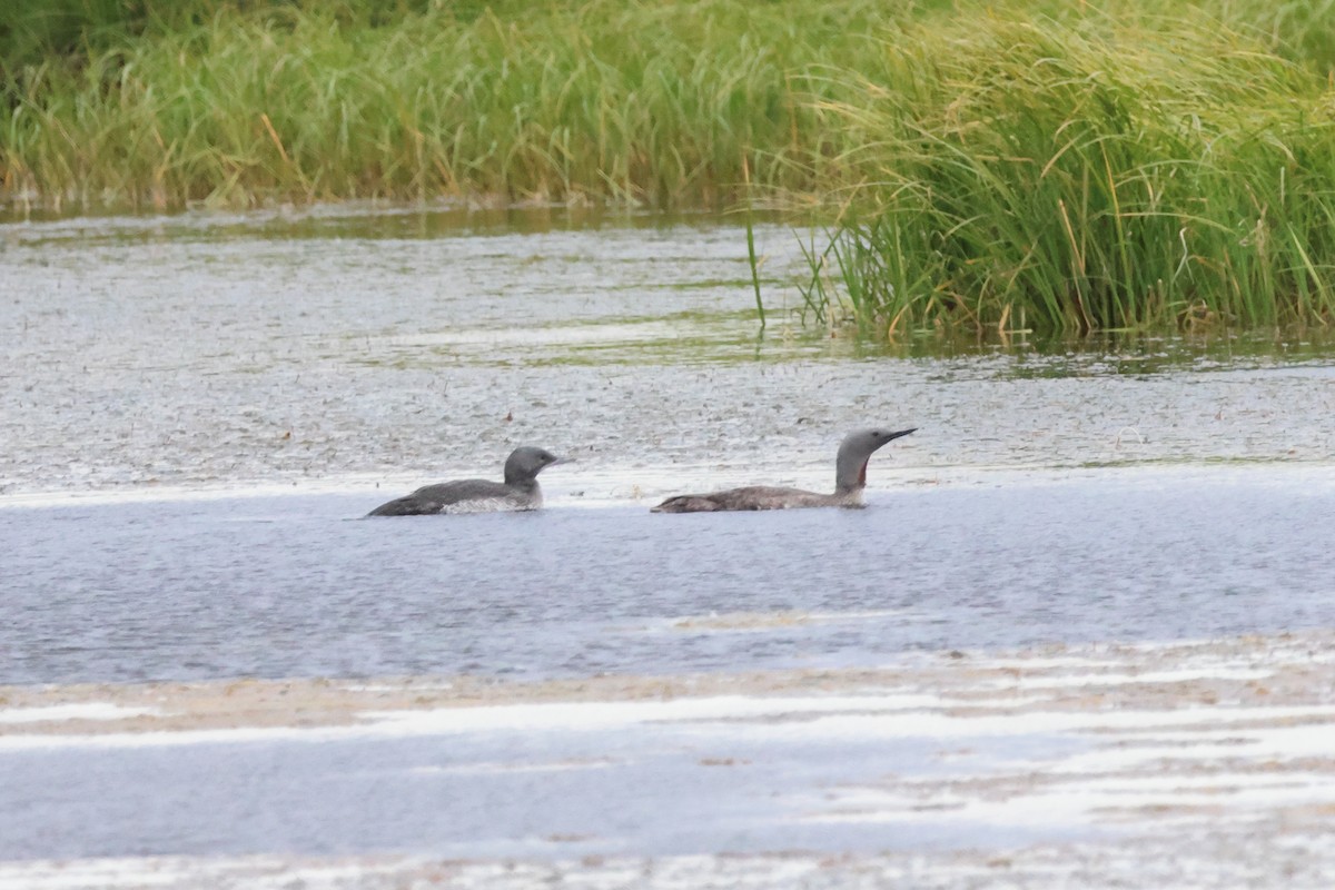 Red-throated Loon - ML607087031