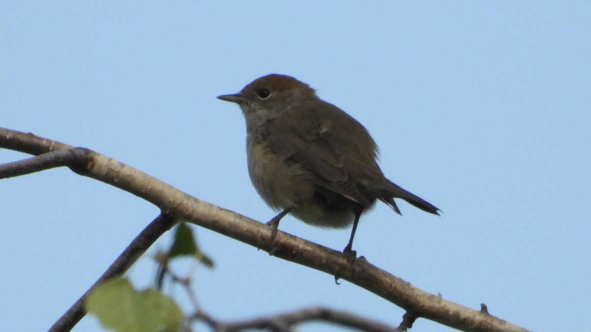 Eurasian Blackcap - ML607087741