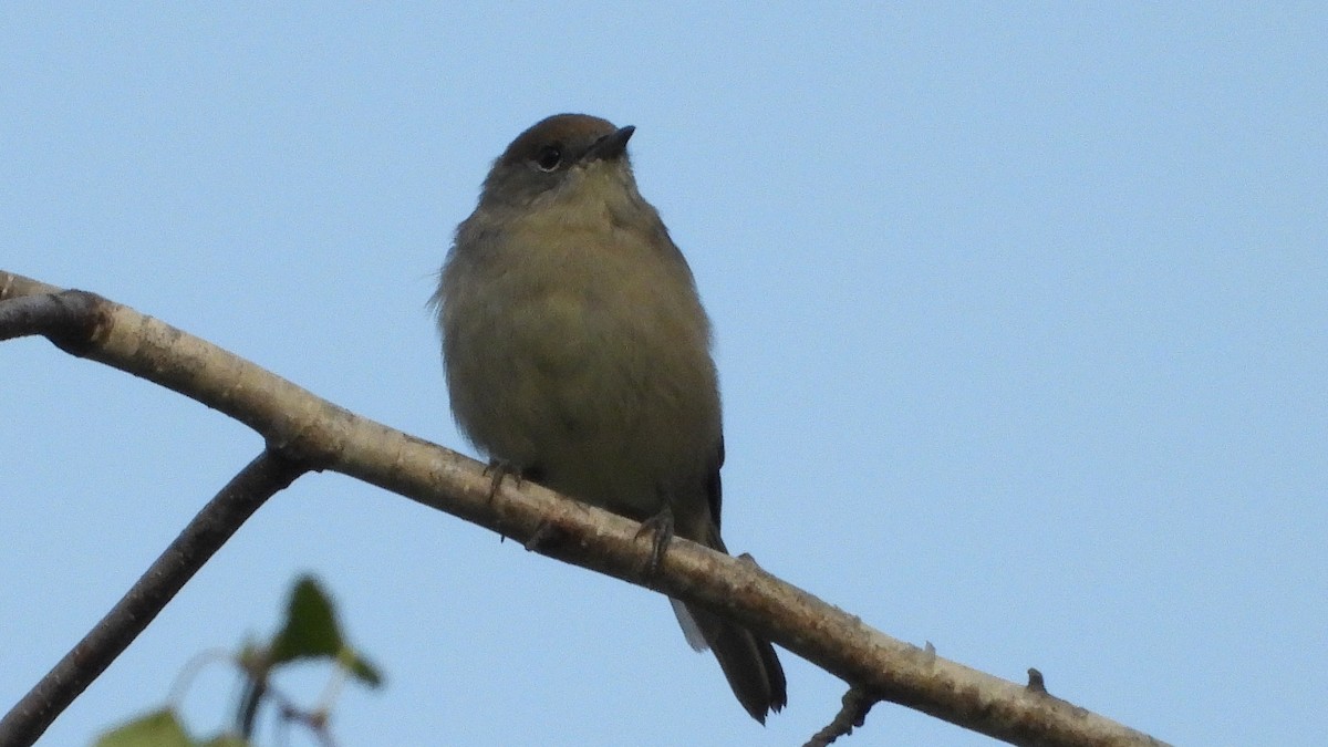 Eurasian Blackcap - ML607087751