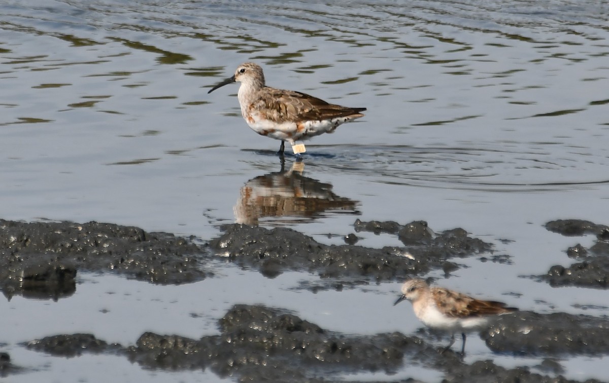 Curlew Sandpiper - ML607087881