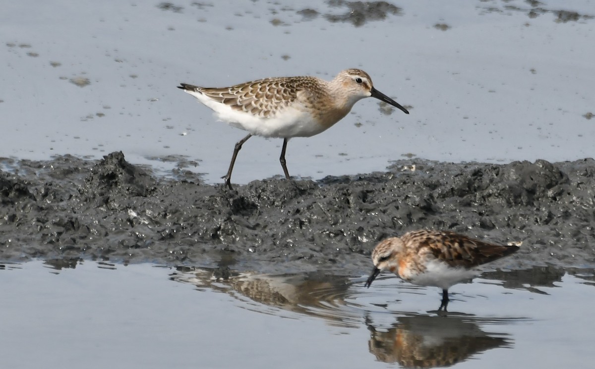 Curlew Sandpiper - ML607087891