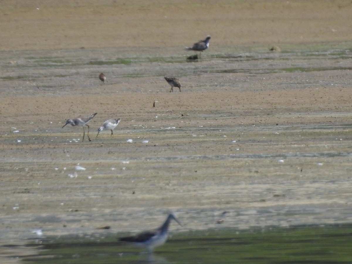 Wilson's Phalarope - ML607089181