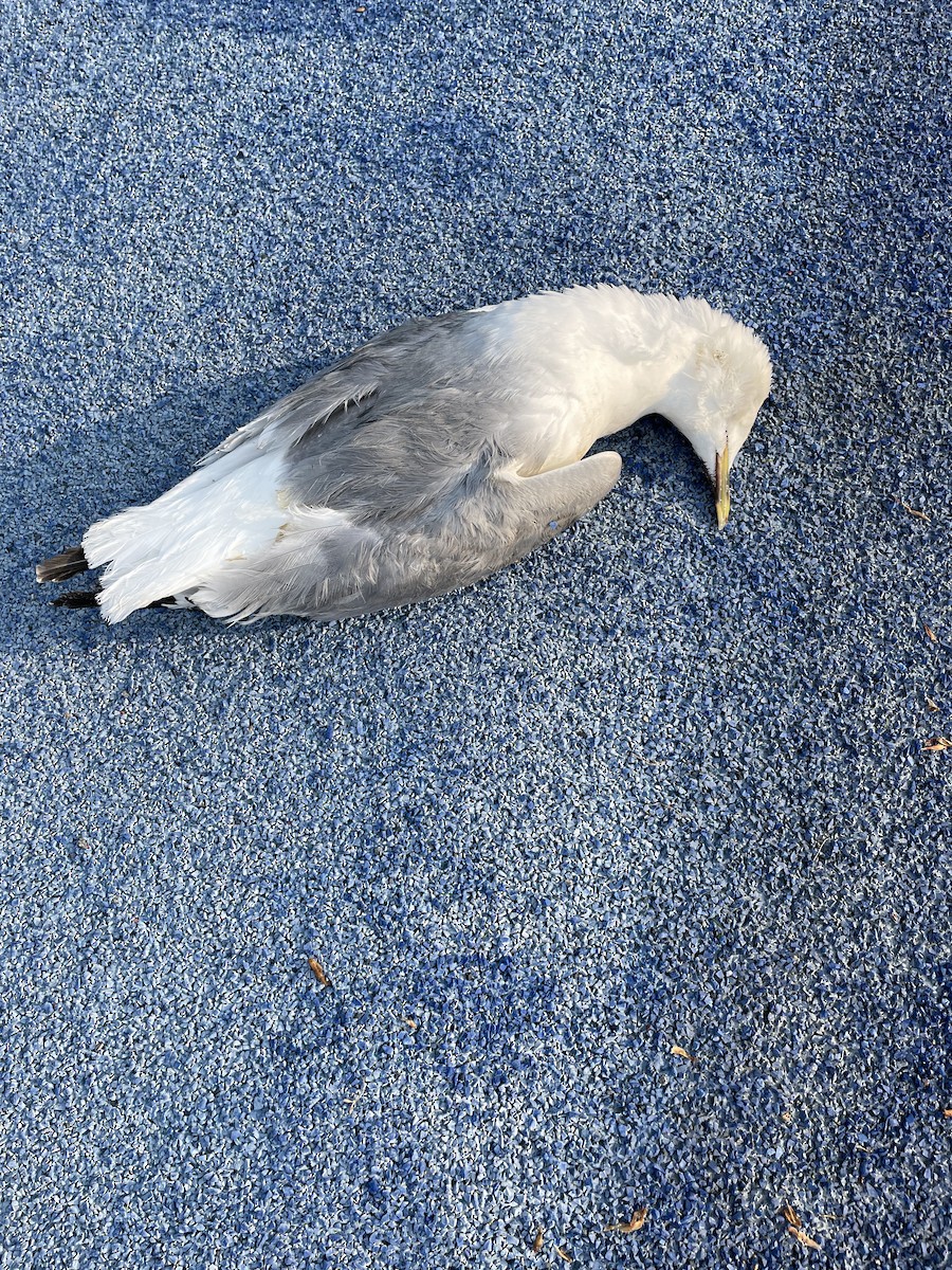 Black-legged Kittiwake - ML607089611