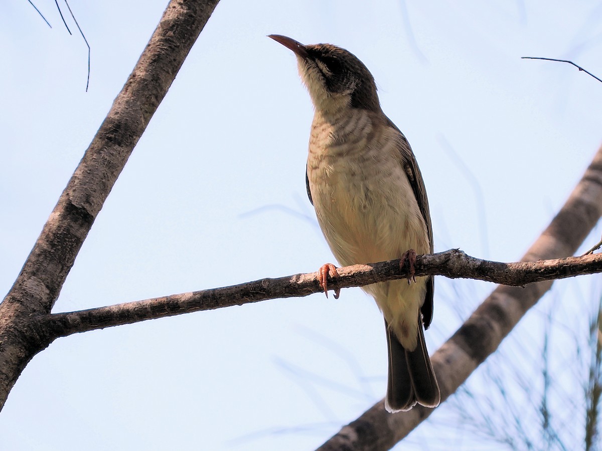 Brown-backed Honeyeater - ML607089641