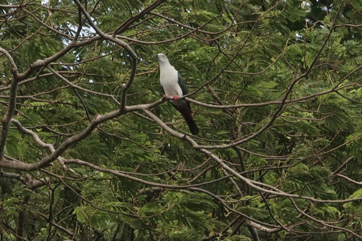 Elegant Imperial-Pigeon - Alison Turner