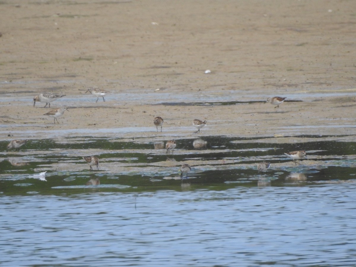 Least Sandpiper - ML607090301