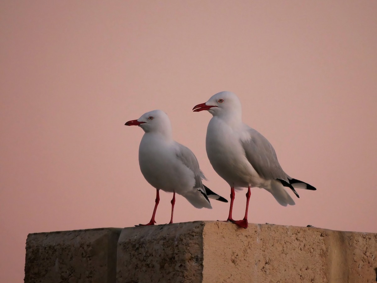 Silver Gull - ML607091081