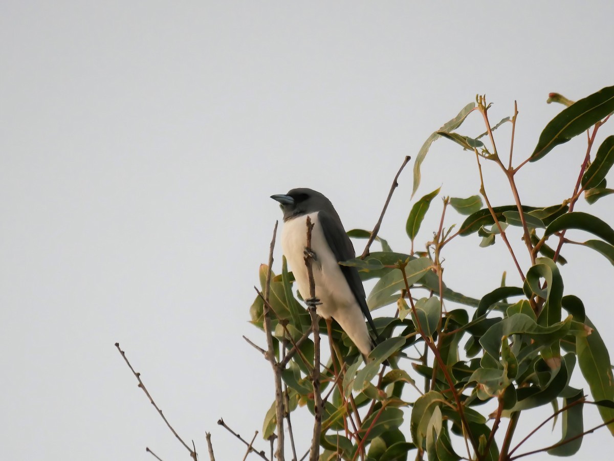White-breasted Woodswallow - ML607091151