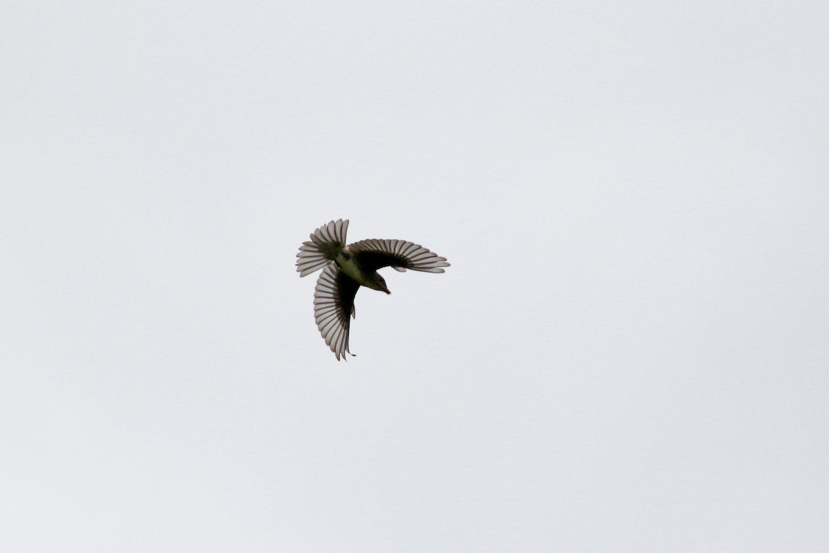 Olive-sided Flycatcher - ML607091311