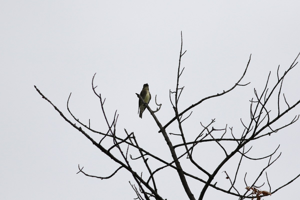 Olive-sided Flycatcher - ML607091321