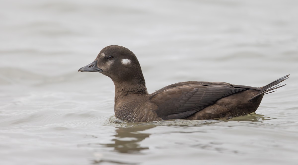 Harlequin Duck - Ian Davies