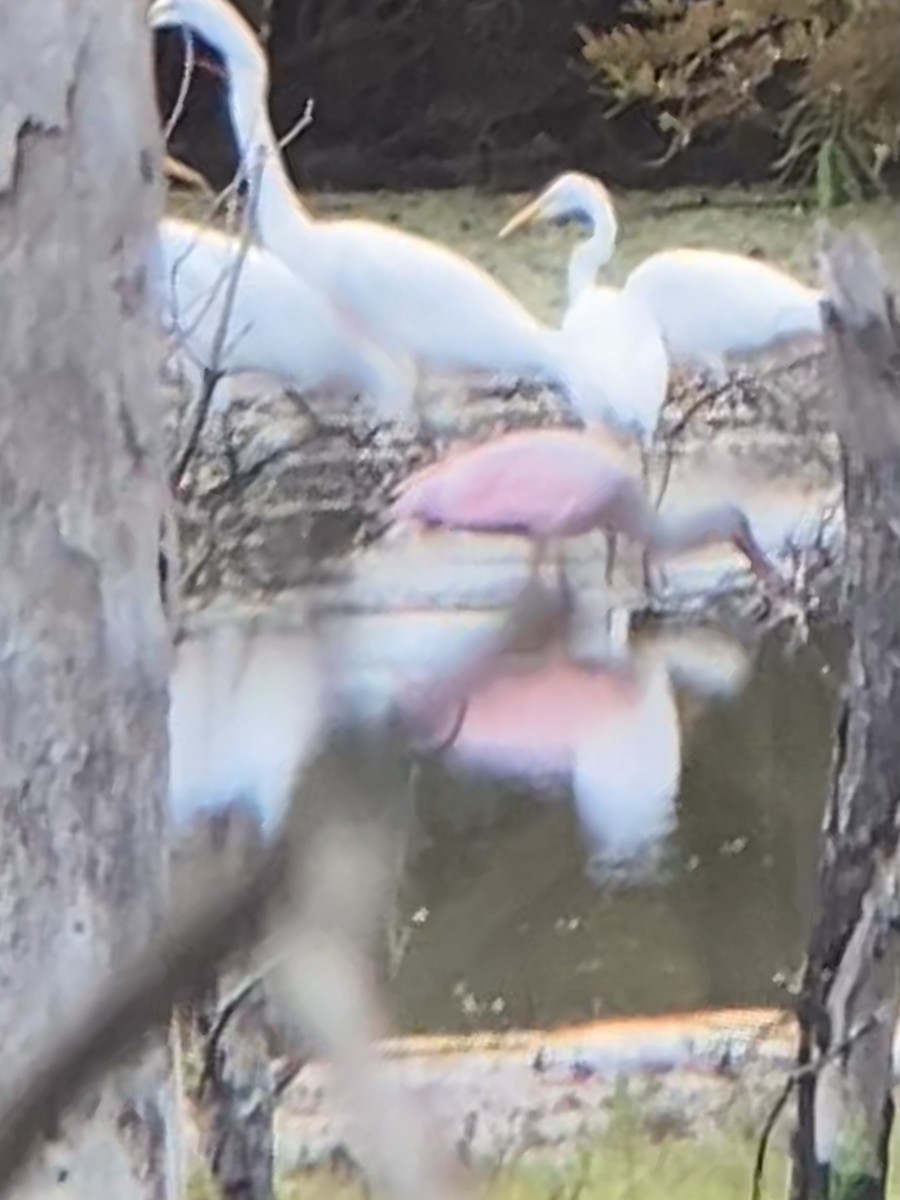 Roseate Spoonbill - ML607093001