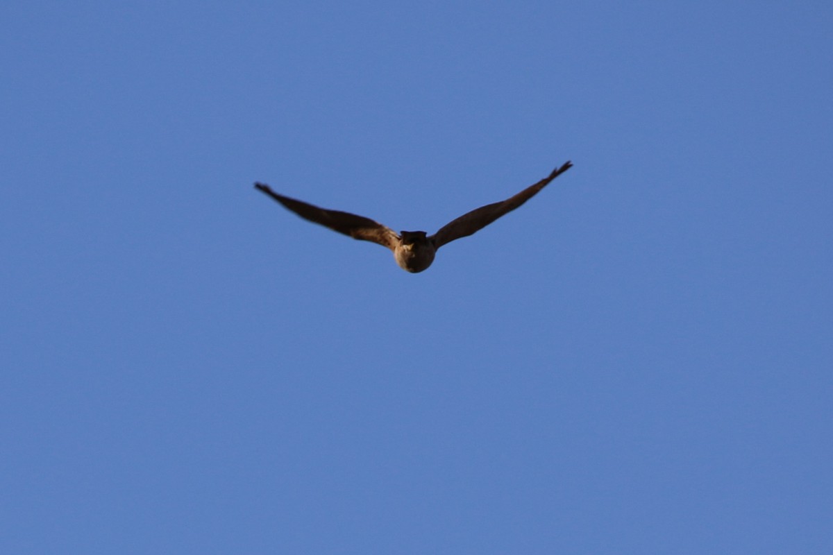 Collared Sparrowhawk - ML607093211