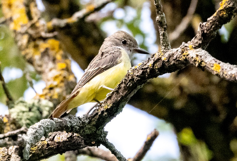 Great Crested Flycatcher - ML607093381