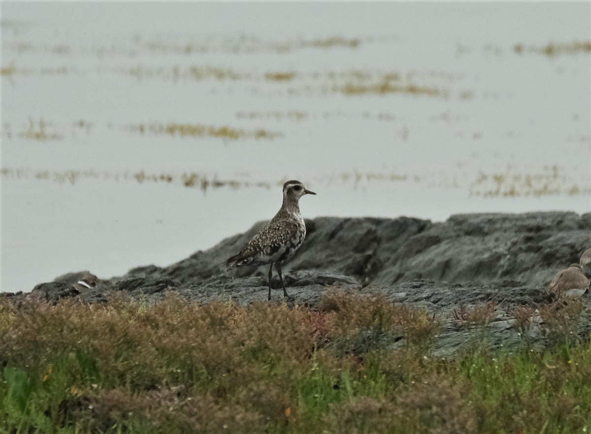 American Golden-Plover - Kerry Diskin