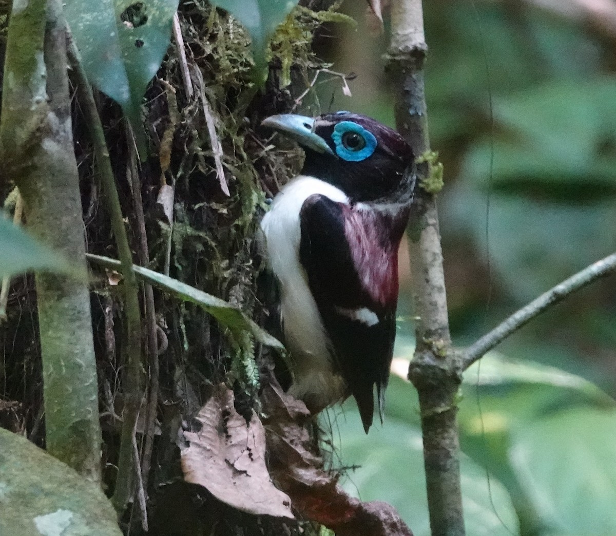 Visayan Broadbill - Jaap Plugge