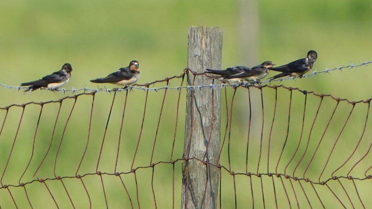 Barn Swallow - ML607093691
