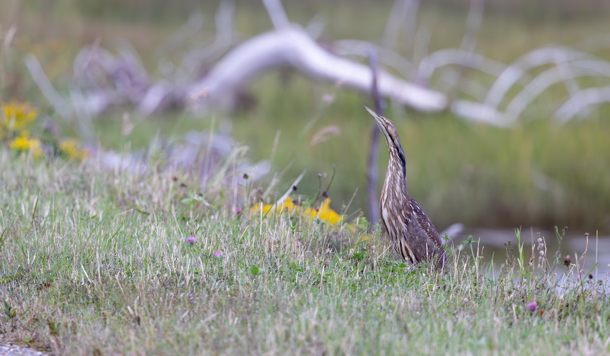 American Bittern - Ian Davies