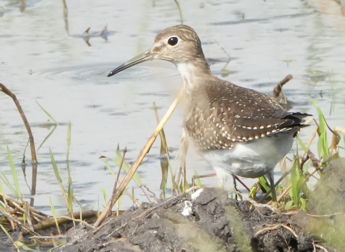 Solitary Sandpiper - ML607093761