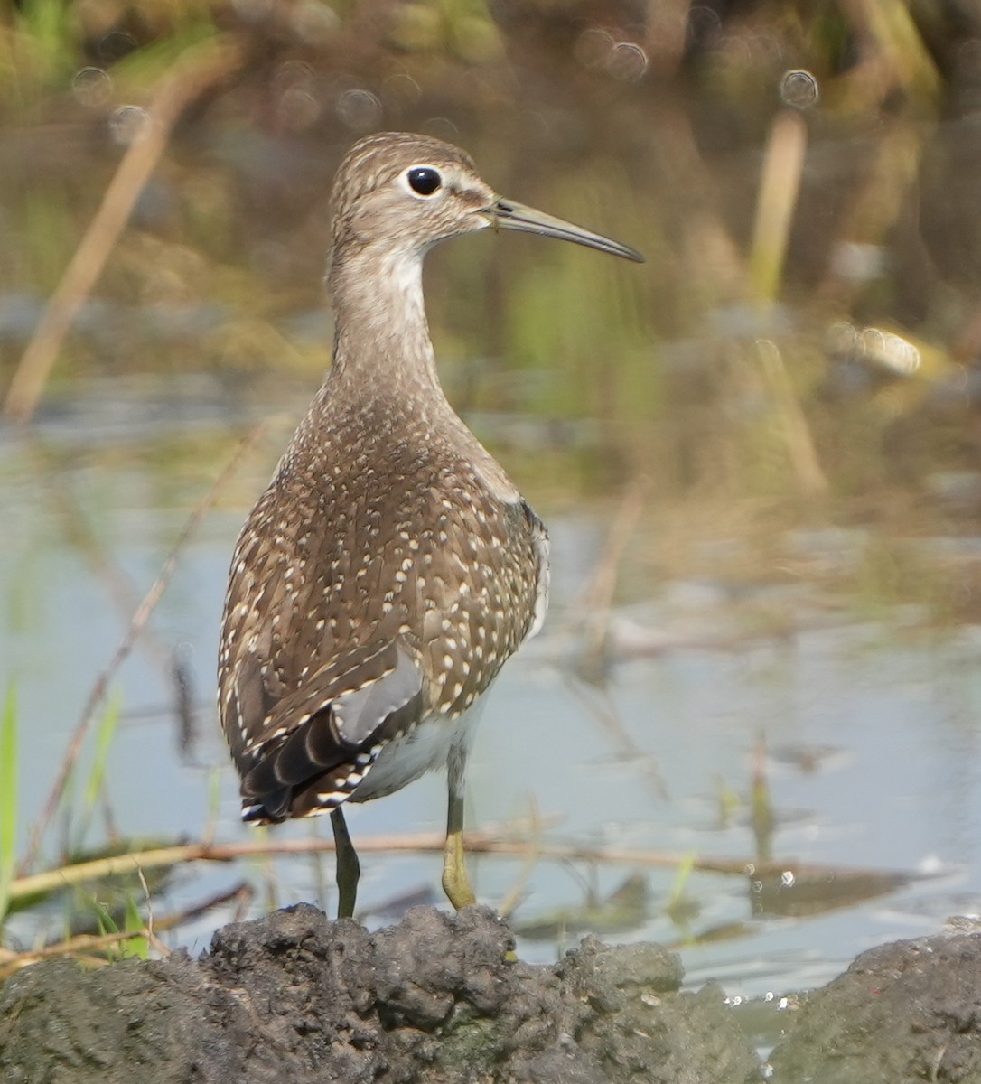 Solitary Sandpiper - ML607094001