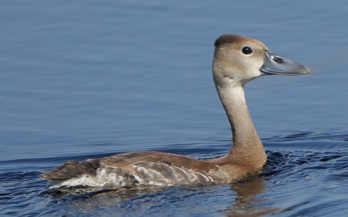 Black-bellied Whistling-Duck - ML607094131