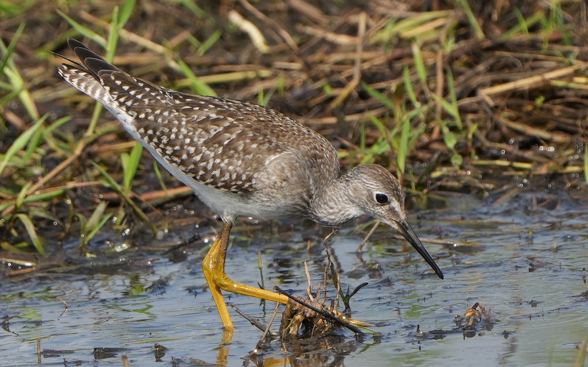 Lesser Yellowlegs - ML607094411