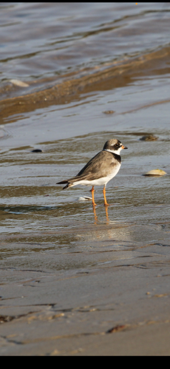 Semipalmated Plover - ML607094511