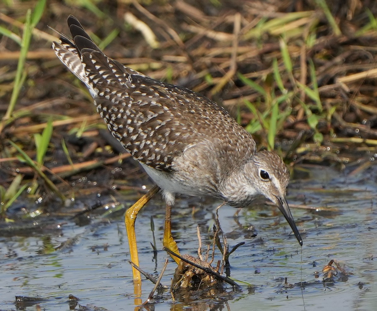 Lesser Yellowlegs - ML607094581