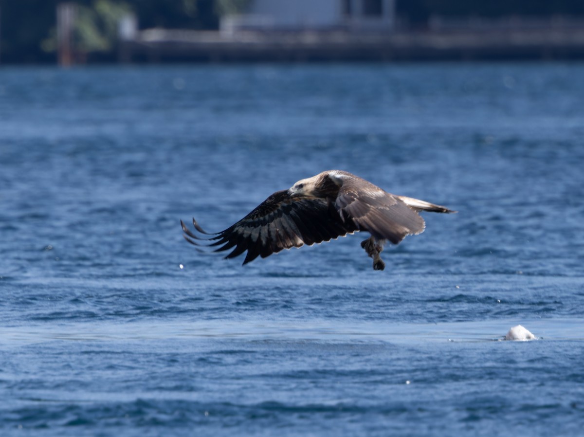 White-bellied Sea-Eagle - ML607094771