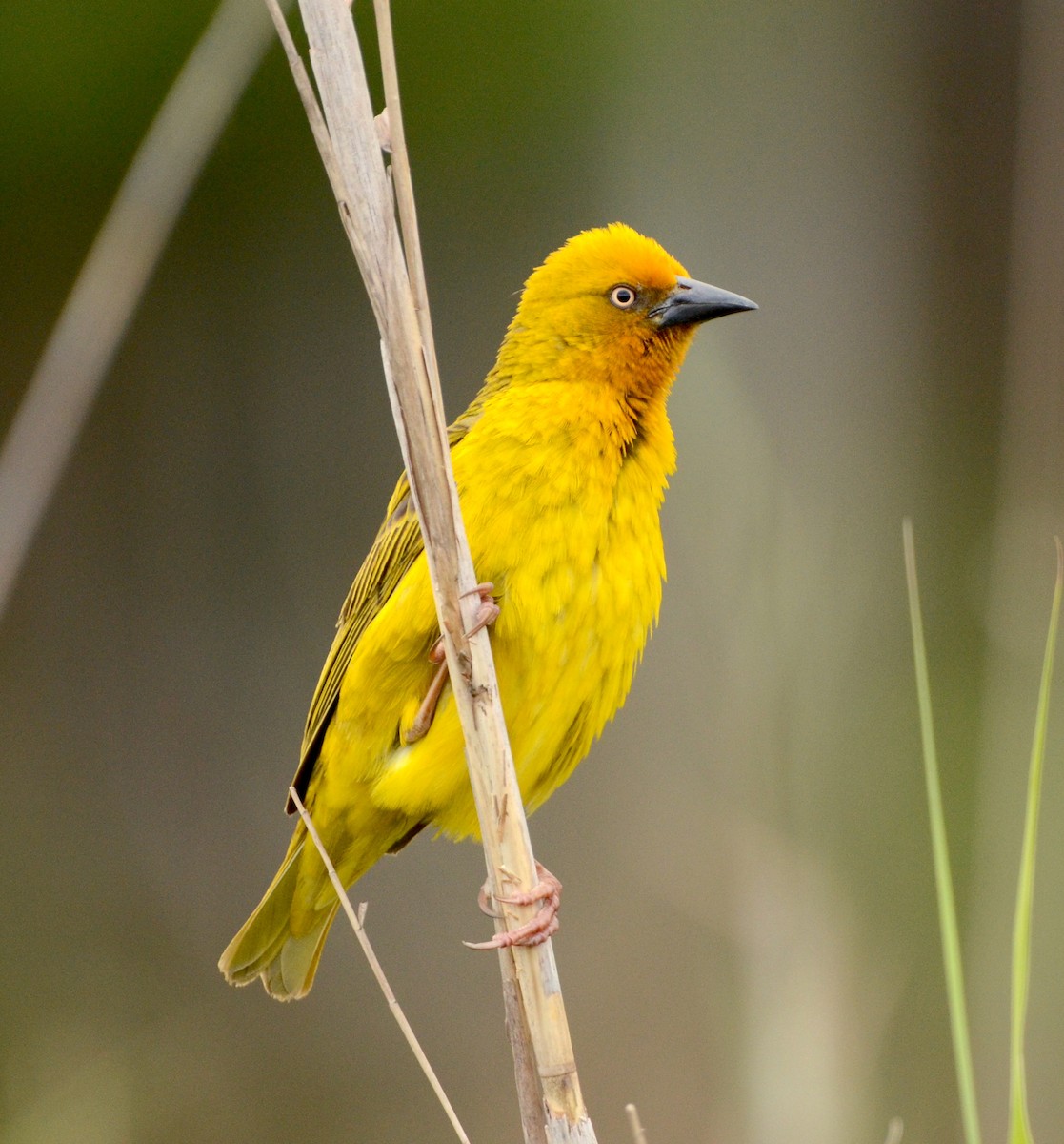 Cape Weaver - ML607095271