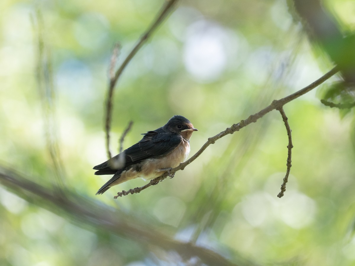 Barn Swallow - Tom Baart