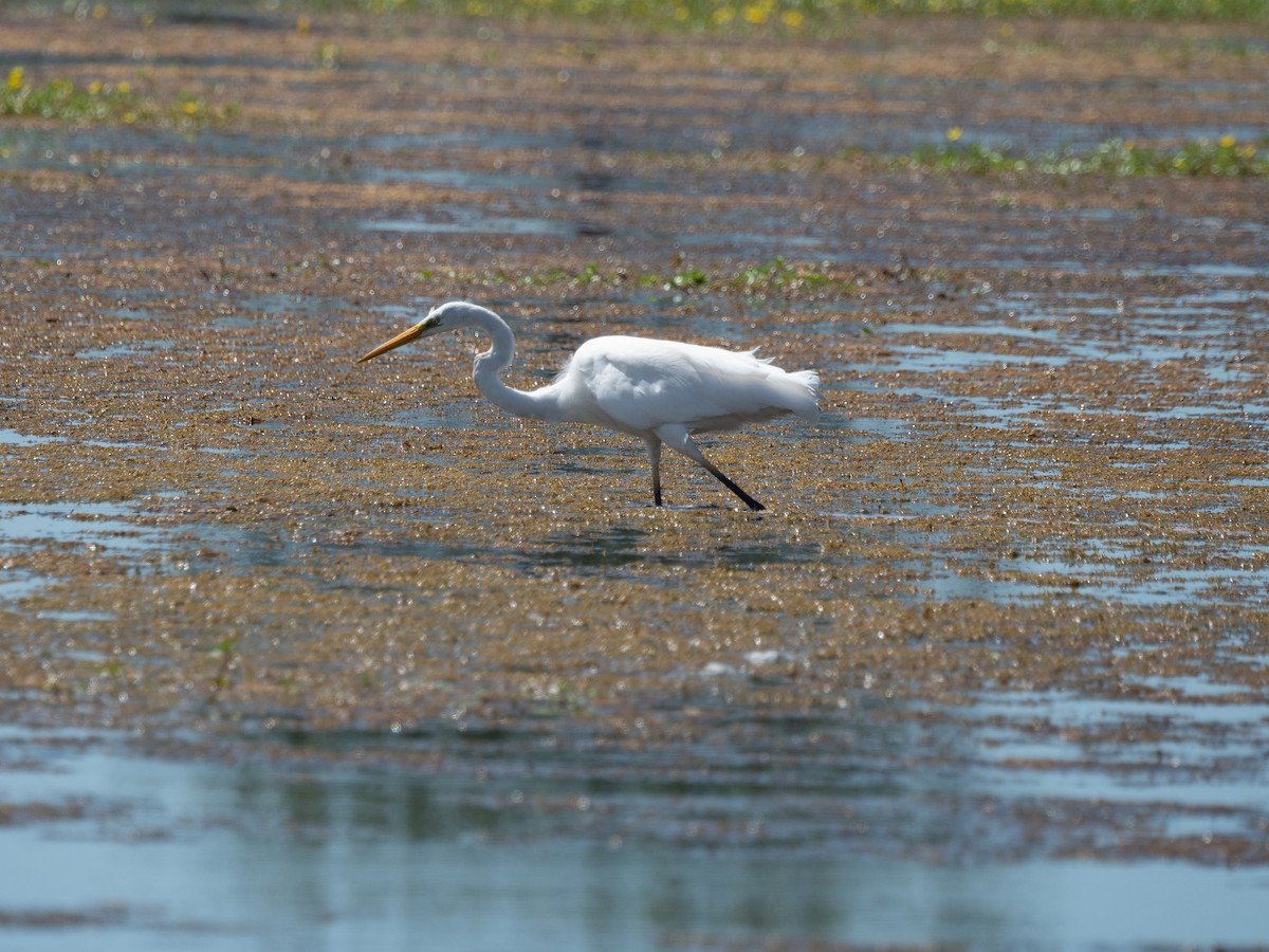 Great Egret - Tom Baart