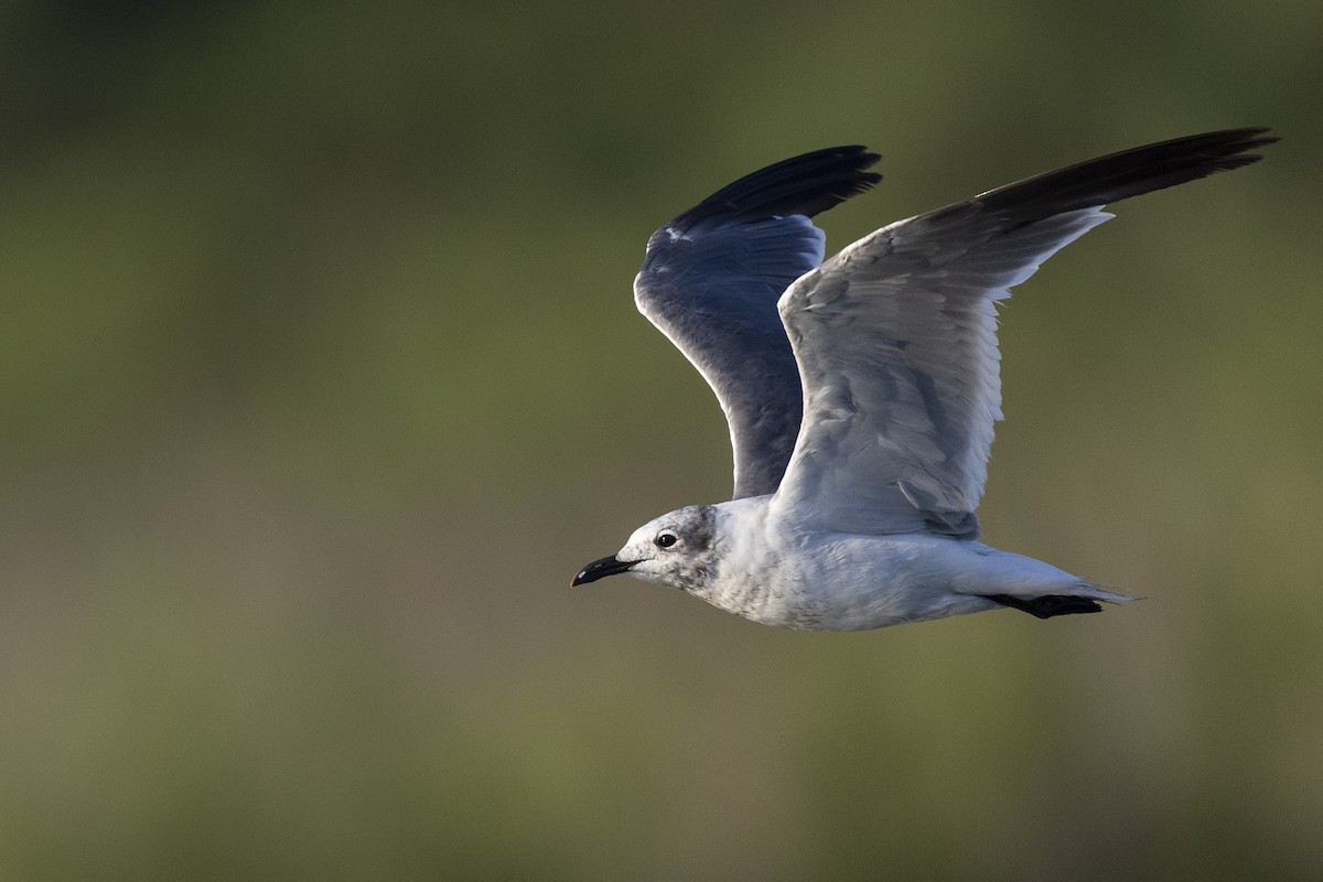 Laughing Gull - Michael Stubblefield