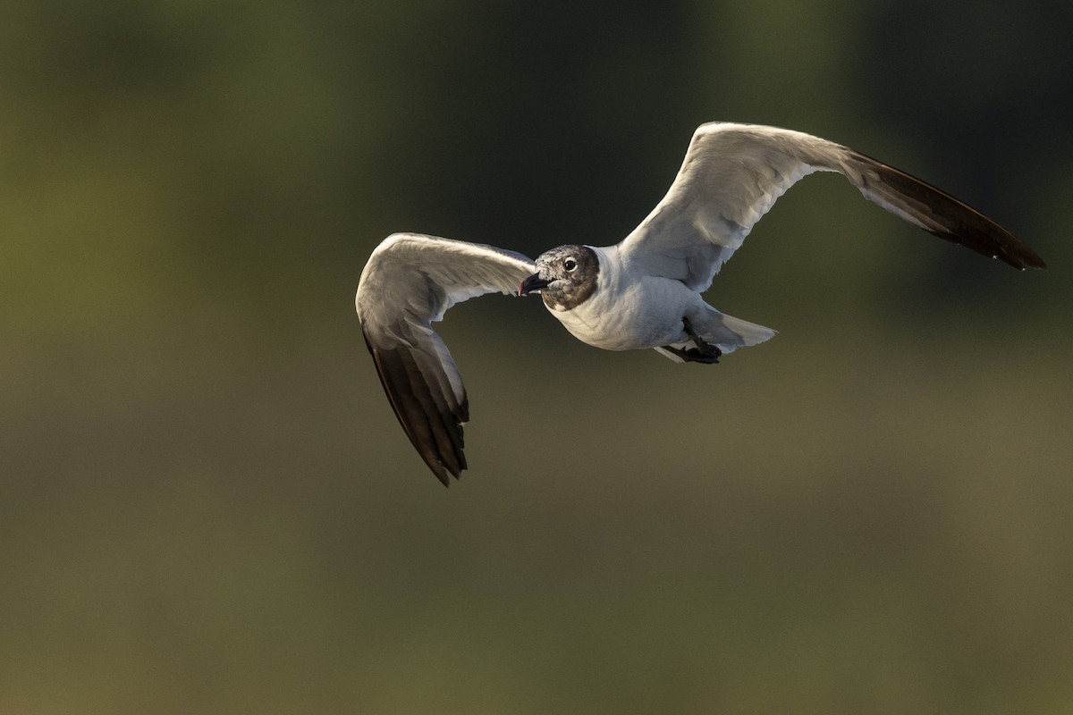 Laughing Gull - ML607095731