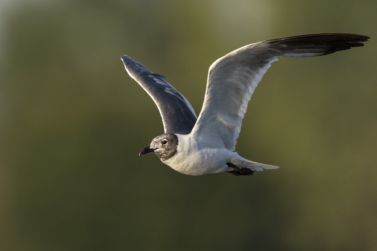 Mouette atricille - ML607095741