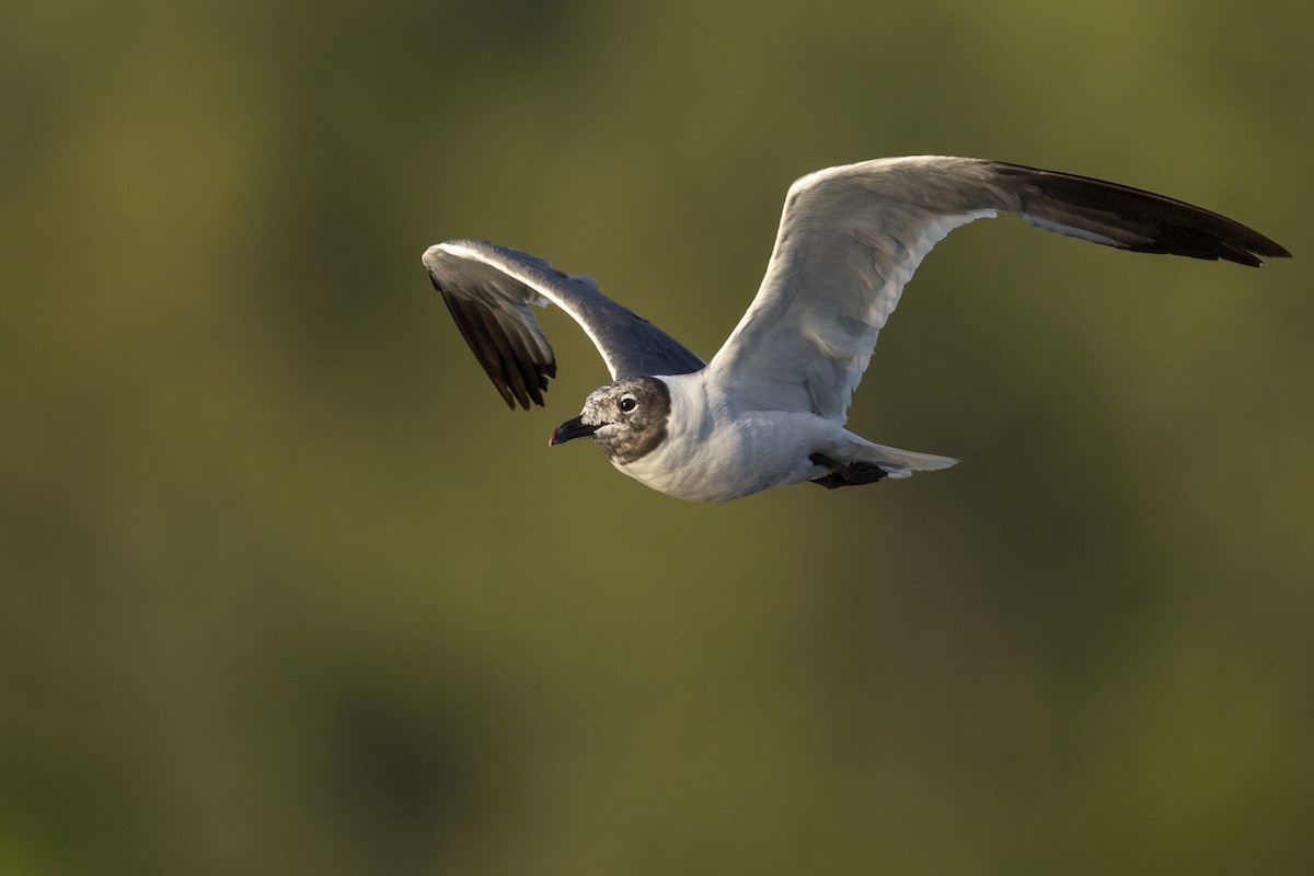 Mouette atricille - ML607095751