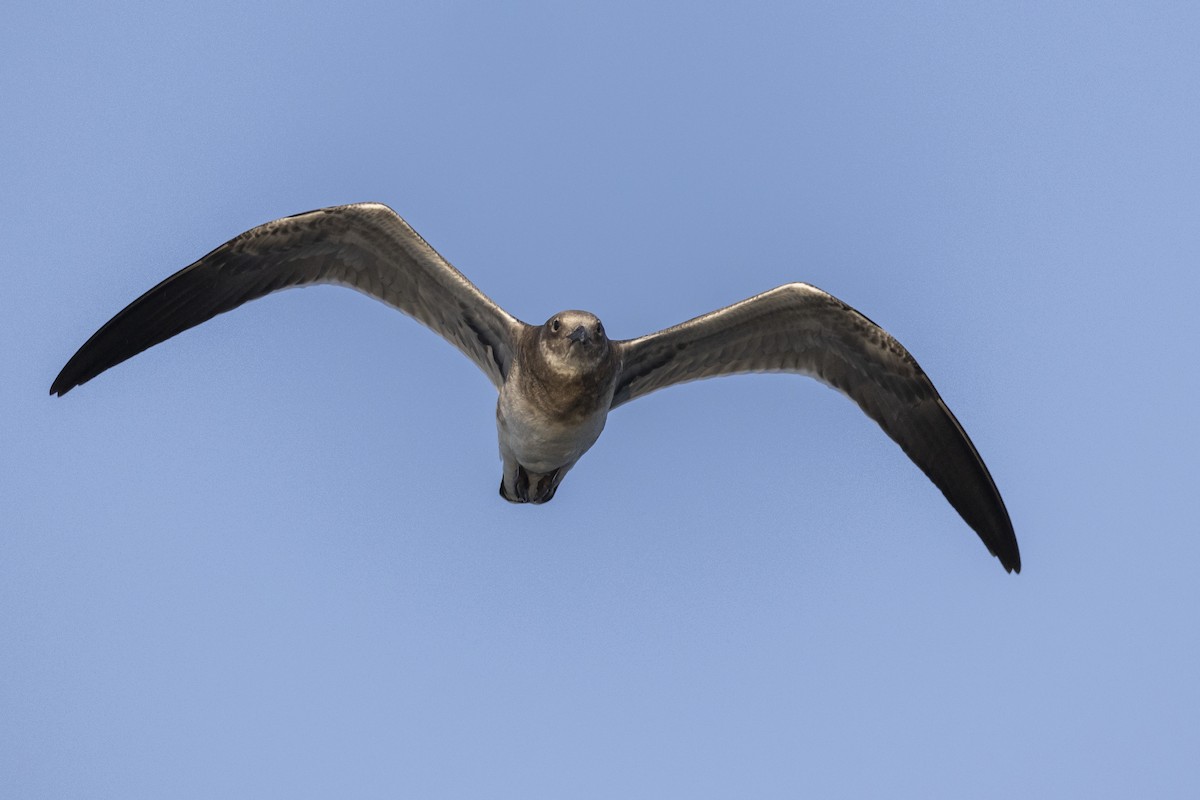 Laughing Gull - ML607095761