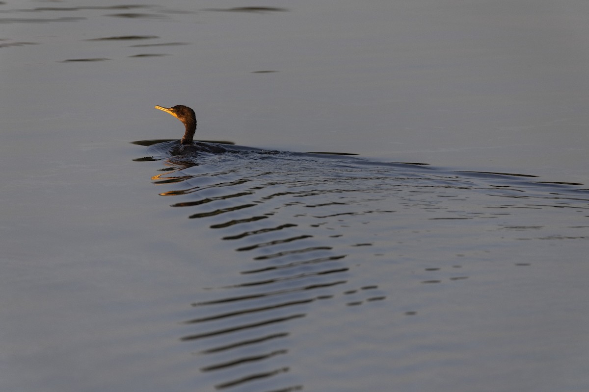 Double-crested Cormorant - ML607095901