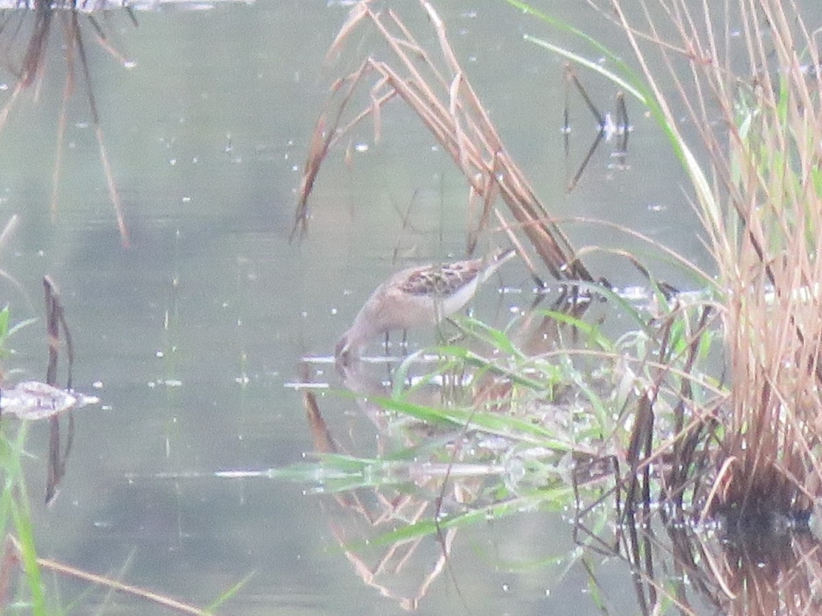 Stilt Sandpiper - ML607097981